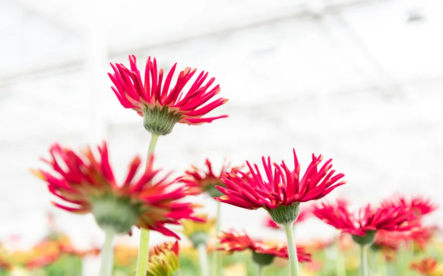 KwekerijDeZuidplas 8694