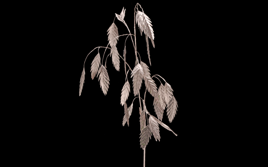 Chasmantium