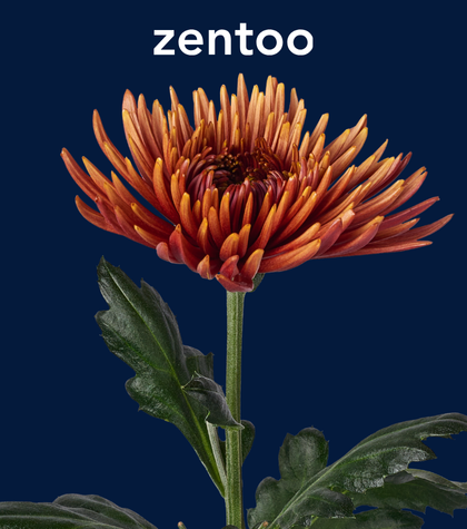 Meet Zentoo