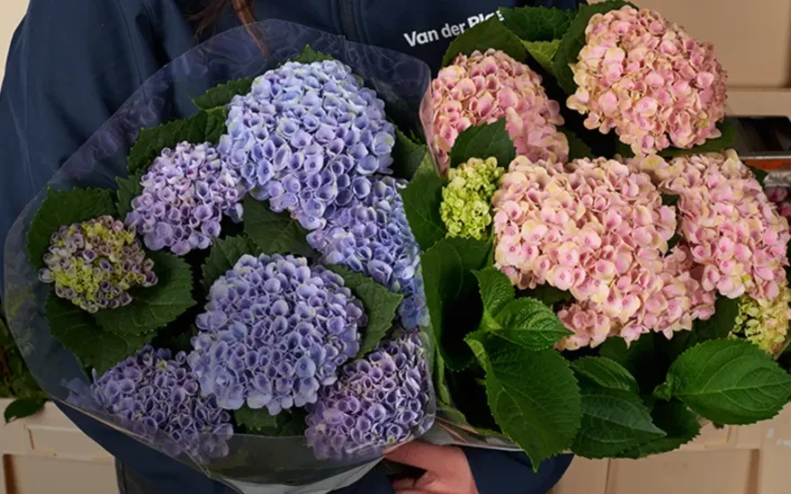 Hortensien Großhandel Blumen
