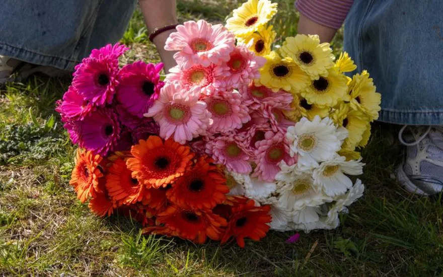 Gerbra resized 870x500 3