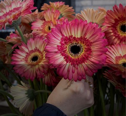 Rosa und pfirsichfarbene Gerbera