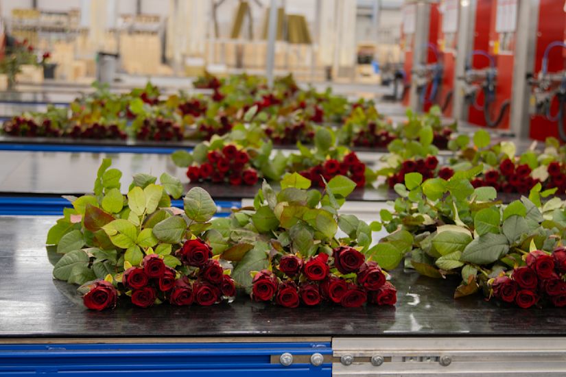 Red Naomi roses wholesale