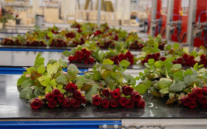 Red Naomi roses wholesale