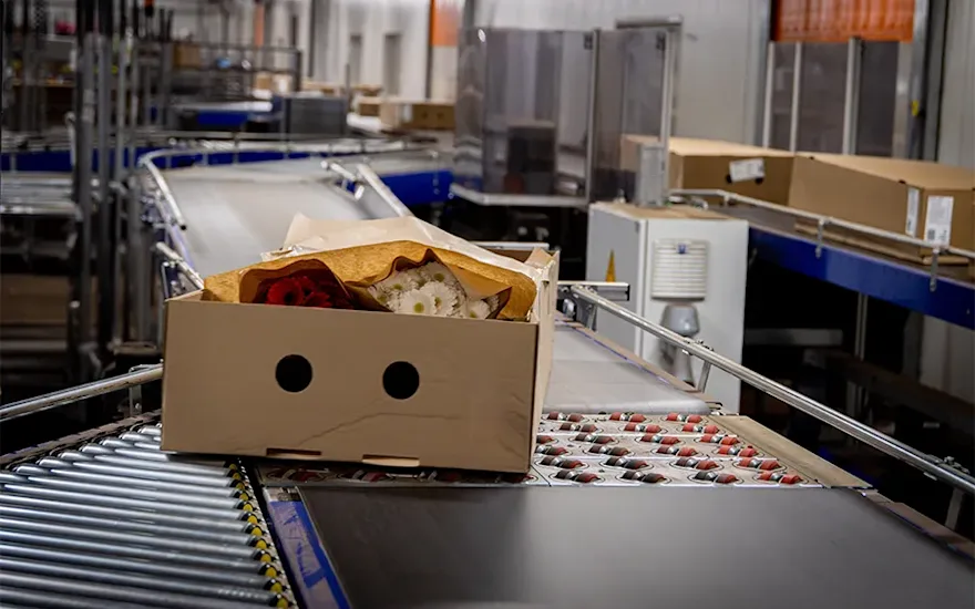 Flowers in boxes