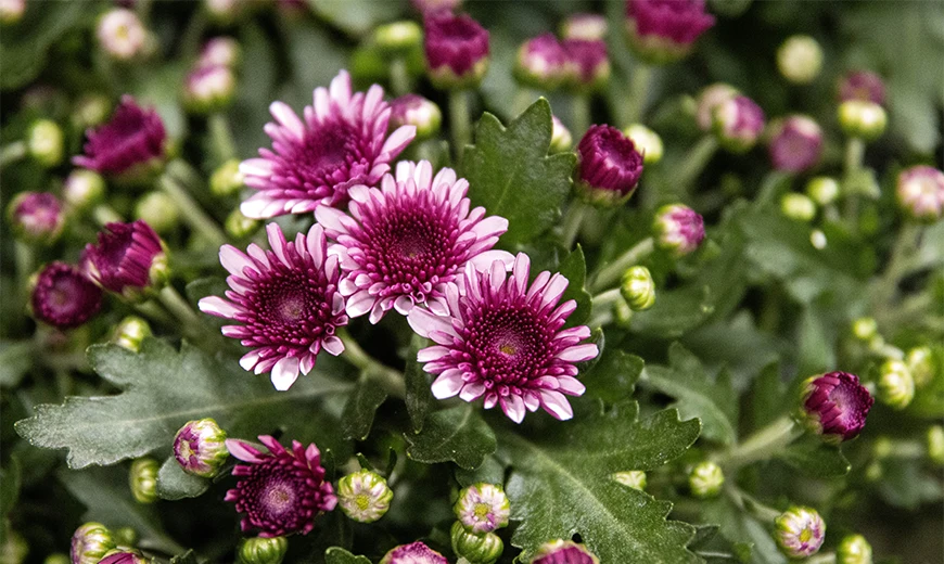 Garden mum
