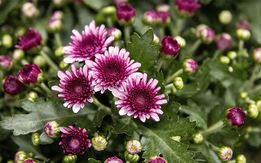 Garden mum