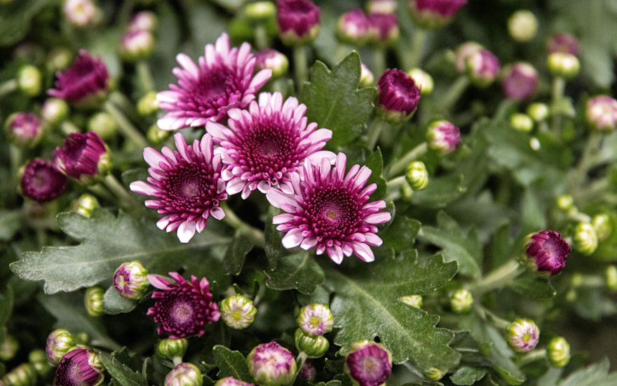 Garden mum