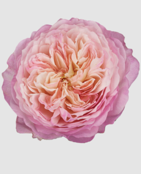 R Gr Austin Constance