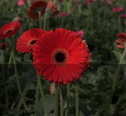 Rote Gerbera