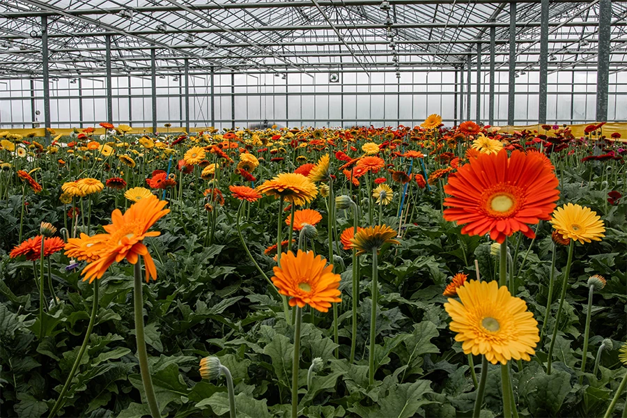 Wie funktioniert die Gerbera-Zucht? Alles darber lesen | Van der Plas
