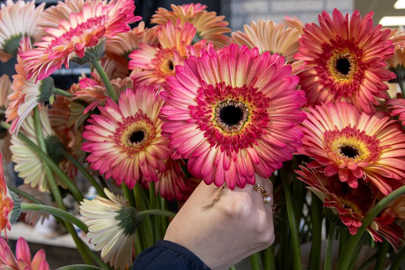 Bei Summit Gerbera dreht sich alles um die Leidenschaft für Gerbera.
