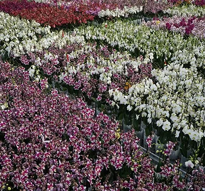 LevoPlant greenhouse phalaenopsis