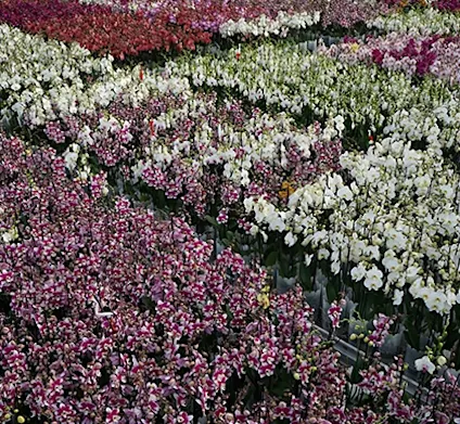 LevoPlant greenhouse phalaenopsis