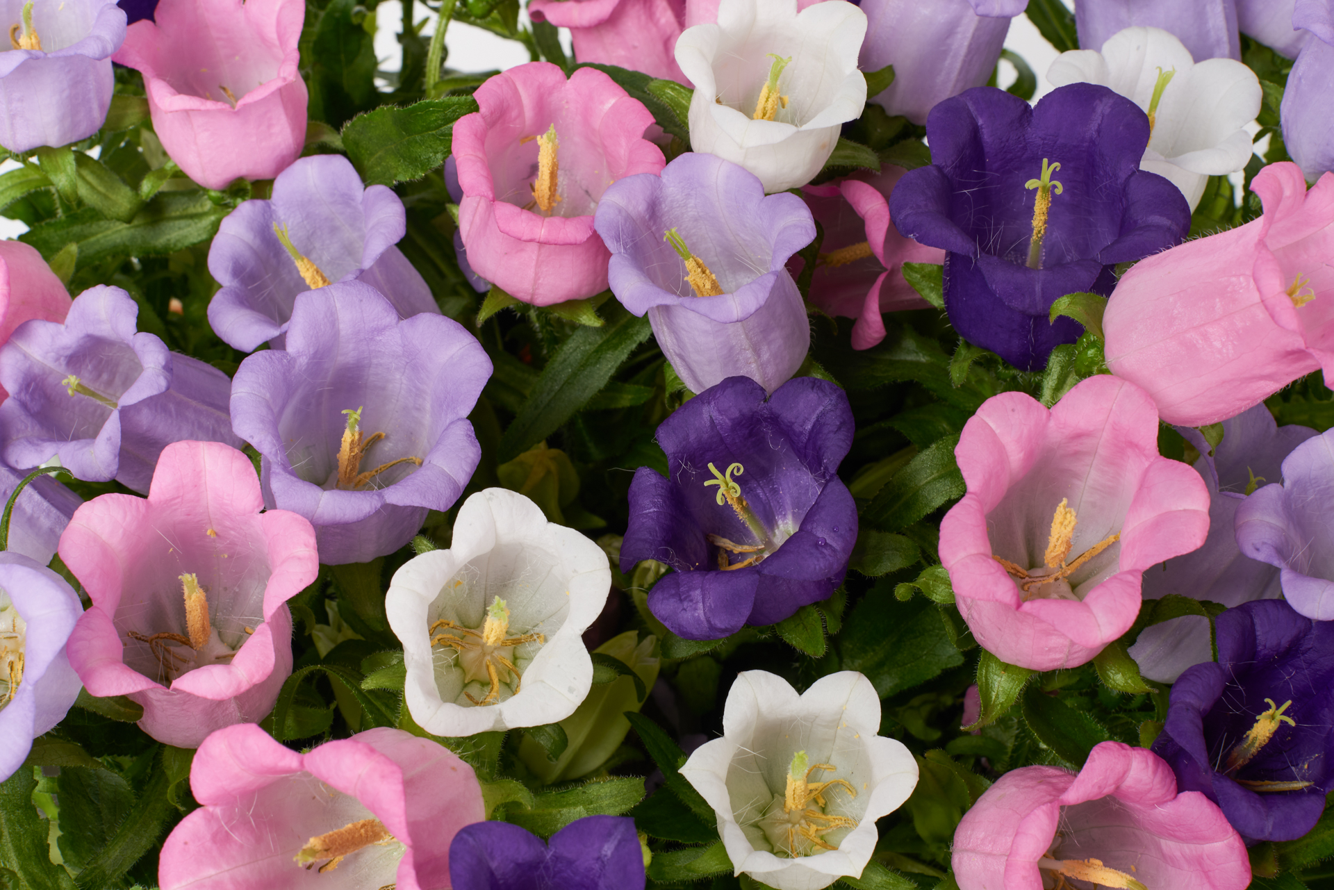 Campenula details kleurenmix website B 1023