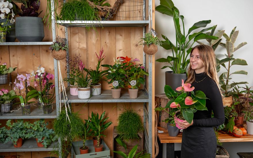 Bloemistenwinkel Anthurium website P 1023 (55)