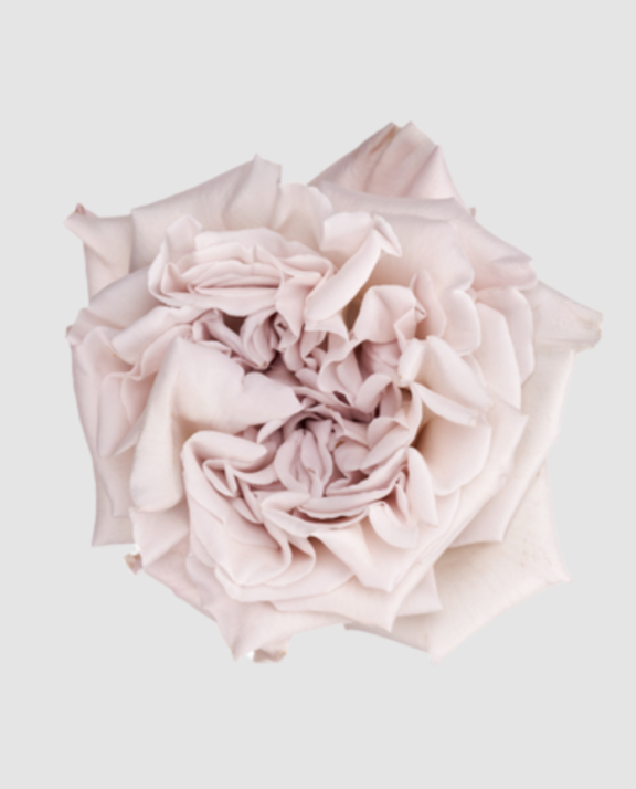 R Gr Garden Westminster Abbey