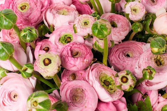 Ranonkel details roze website B 1023