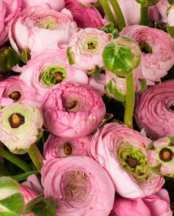 Ranonkel details roze website B 1023