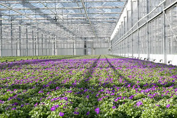 Beddingplanter som vokser i drivhus