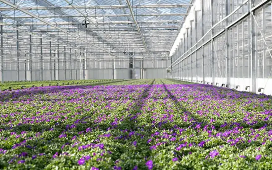 Rostliny pro záhony rostoucí ve skleníku