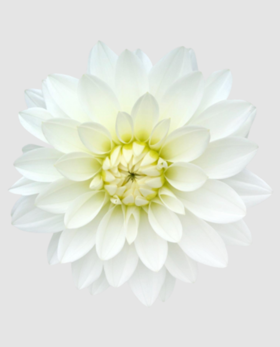 Dahl K Maarten Zwaan