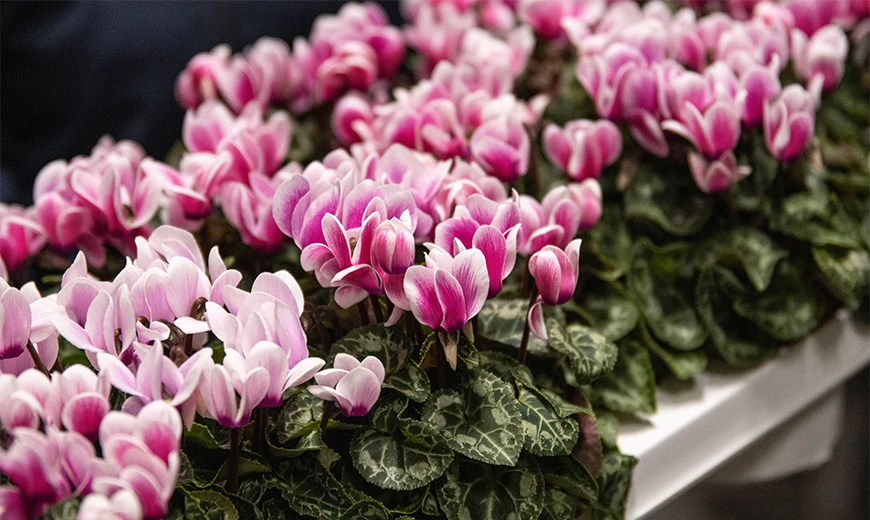 Snowridge Pink