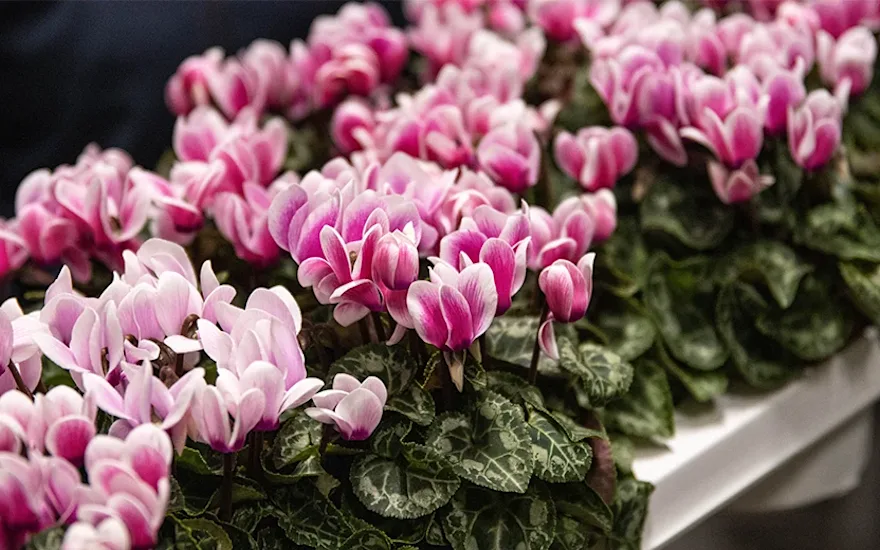 Snowridge Pink