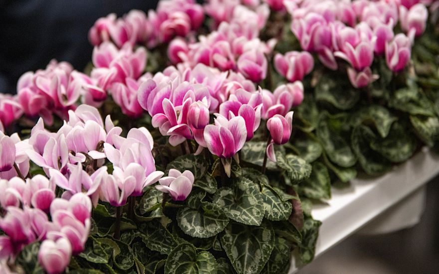 Snowridge Pink