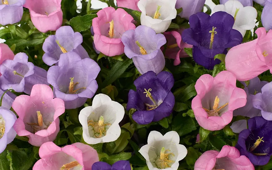 friske-blomster-fra-avlere