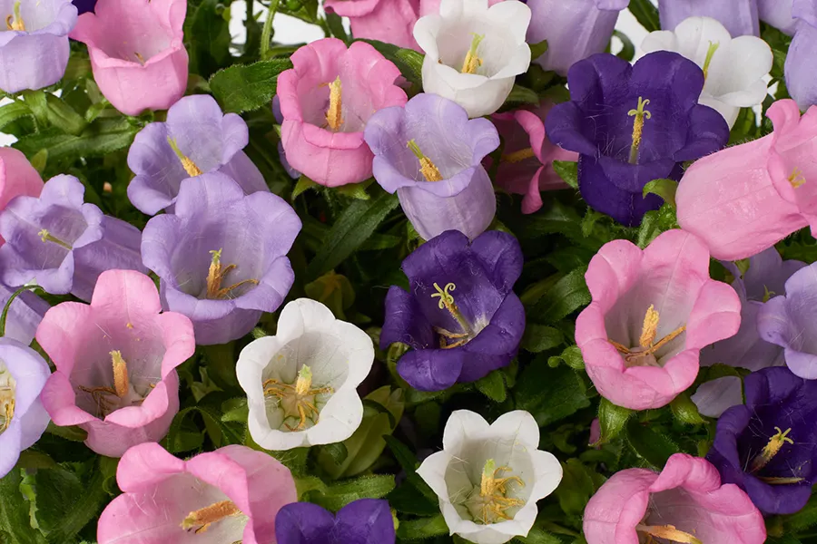 friske-blomster-fra-dyrkere