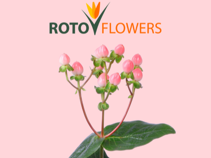 Hypericum fra Rotoflowers