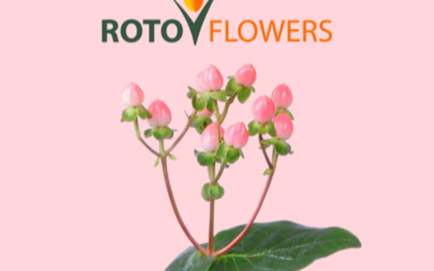 Hypericum di Rotoflowers