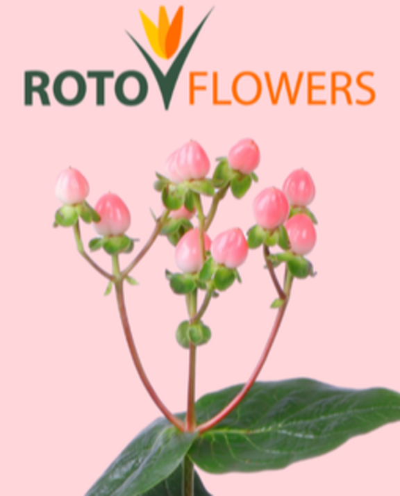 Hypericum of Rotoflowers