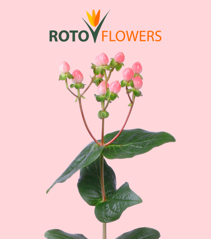 Meet Rotoflowers