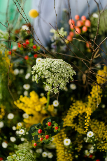 De Ammi visnaga van Rotoflowers