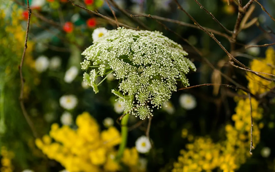De Ammi visnaga van Rotoflowers