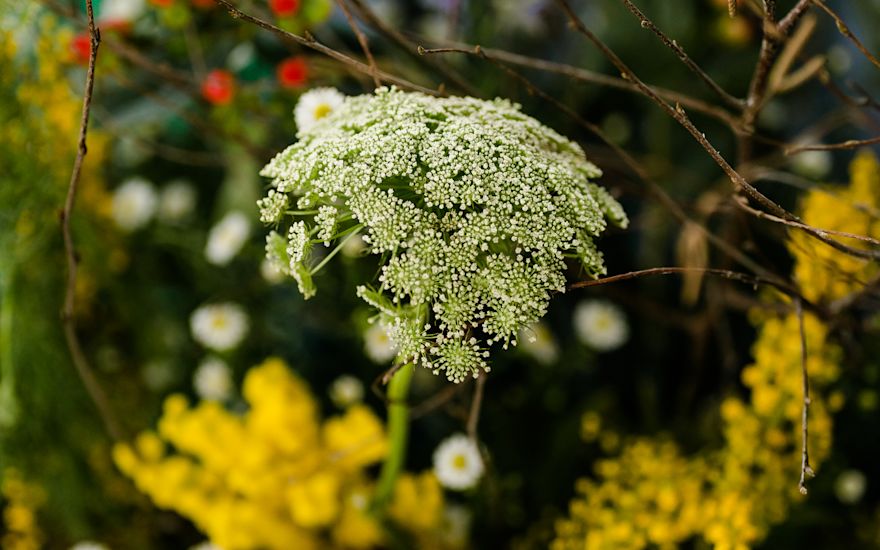 Ammi visnaga di Rotoflowers