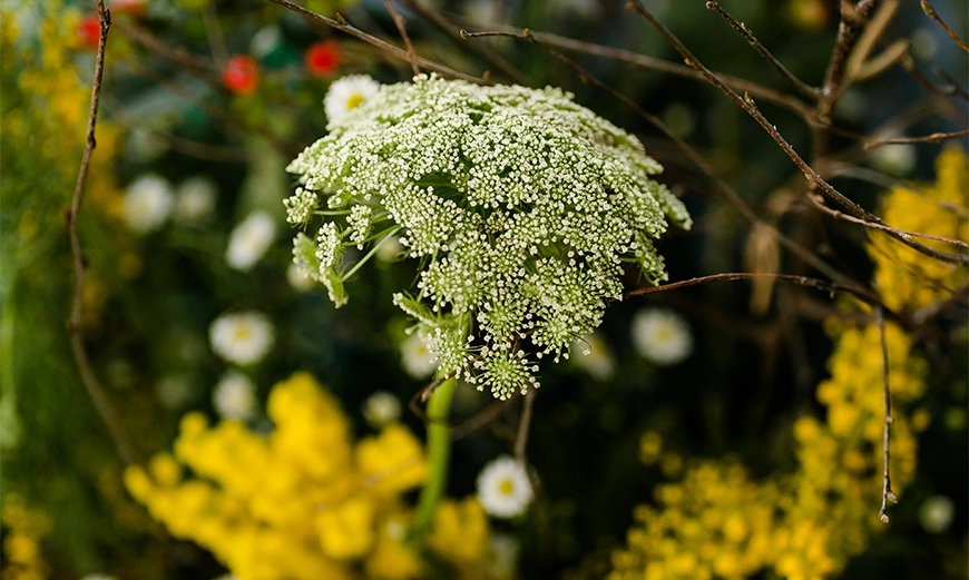 Ammi visnaga von Rotoflowers
