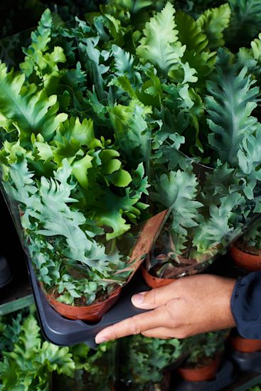 VDP - plant assortment Phlebodium crispy wave