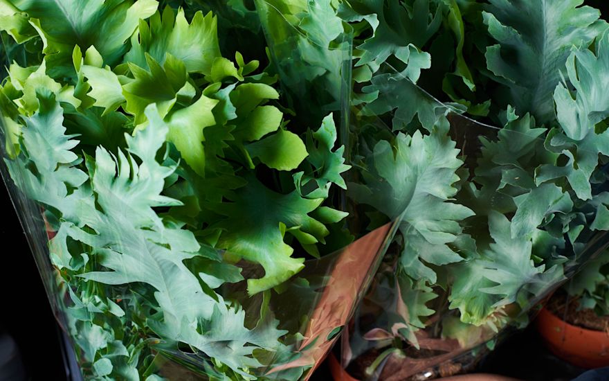 VDP - plant assortment Phlebodium crispy wave