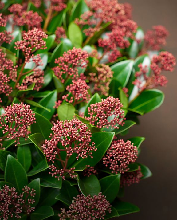 VDP - plant assortment Skimmia