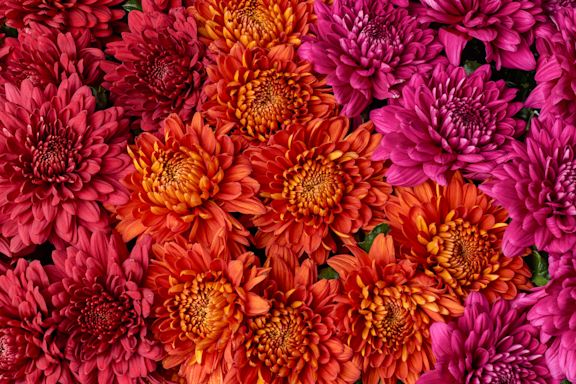 Chrysanten details pluis-rood-oranje-roze website B 1124