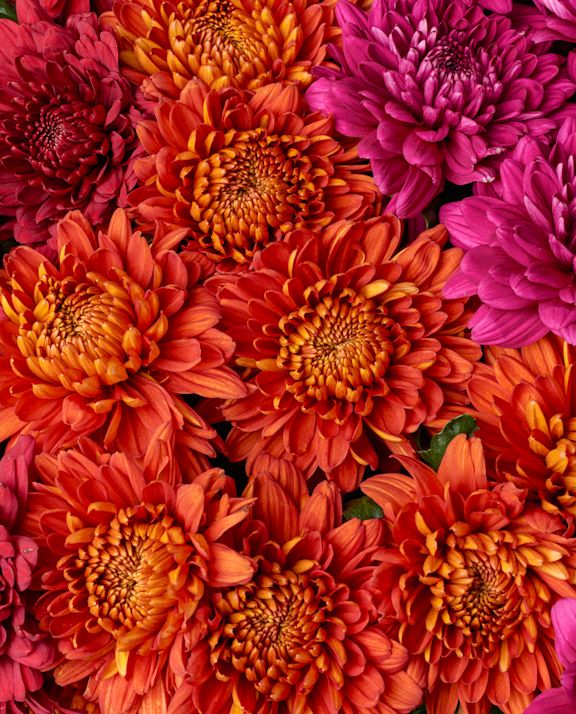 Chrysanten details pluis-rood-oranje-roze website B 1124
