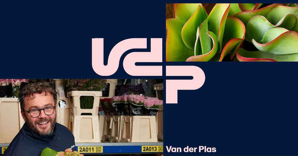 Ruscus Roots Gerbera groothandel voor bloemisten | Van der Plas