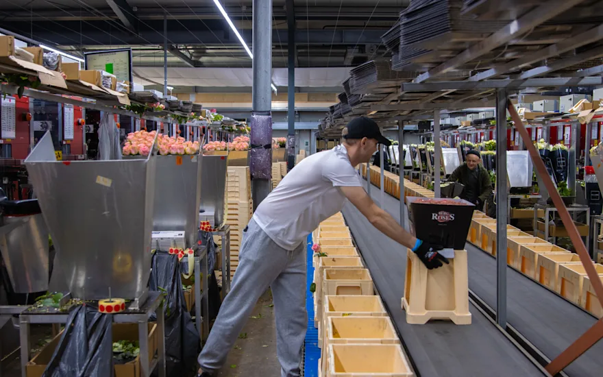 Roses being processed at Berg Roses