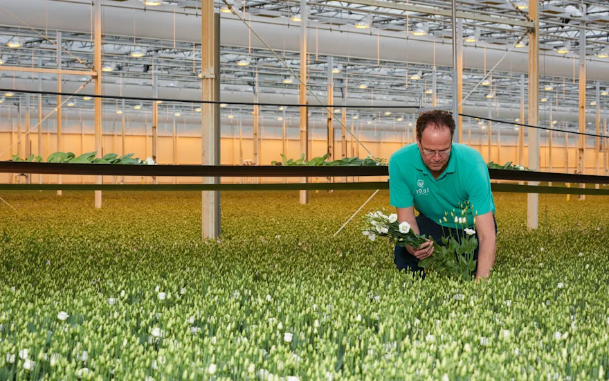 Dahlias from flower wholesalers for florists