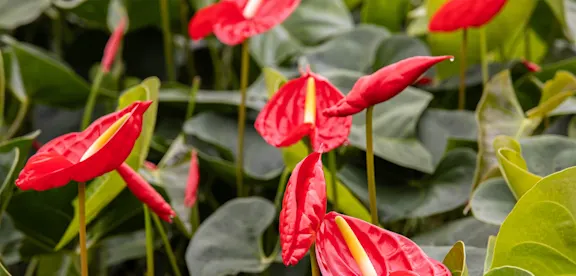 Piante di anthurium rosso