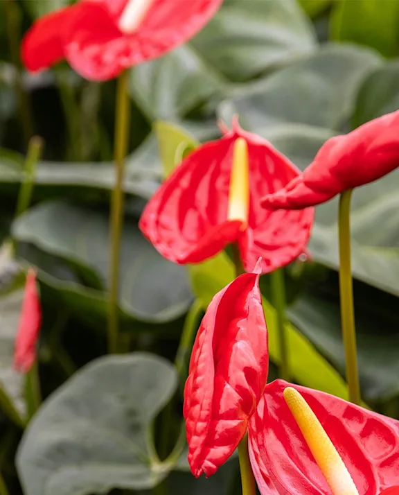 Piante di anthurium rosso