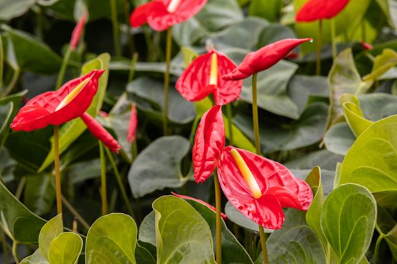 Red anthurium plants